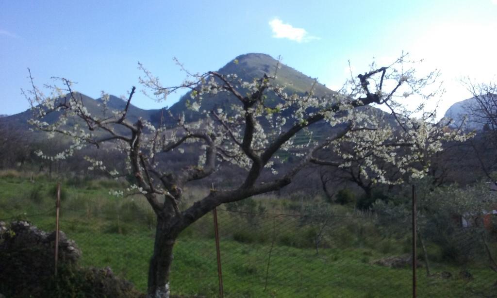 Il Giardino Di Julia B&B トルトラ エクステリア 写真